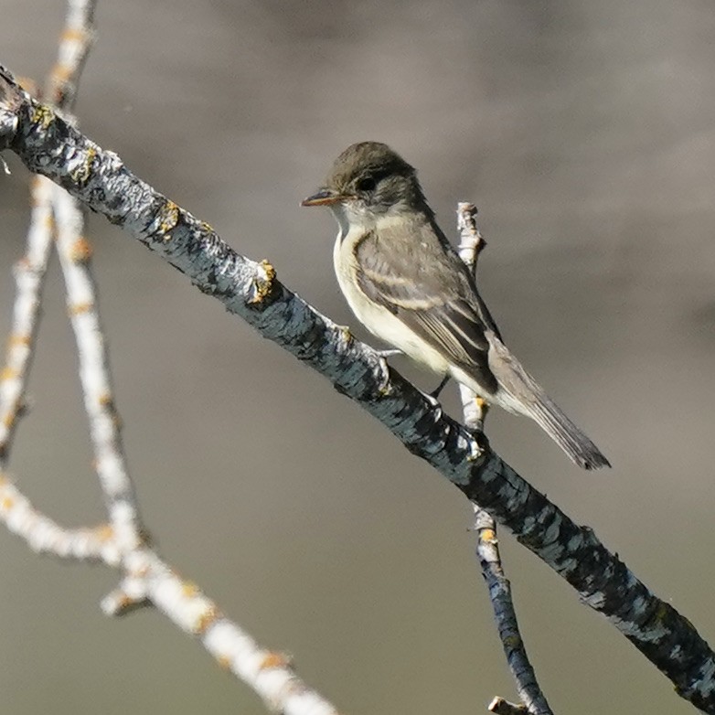 Willow Flycatcher - ML365243211