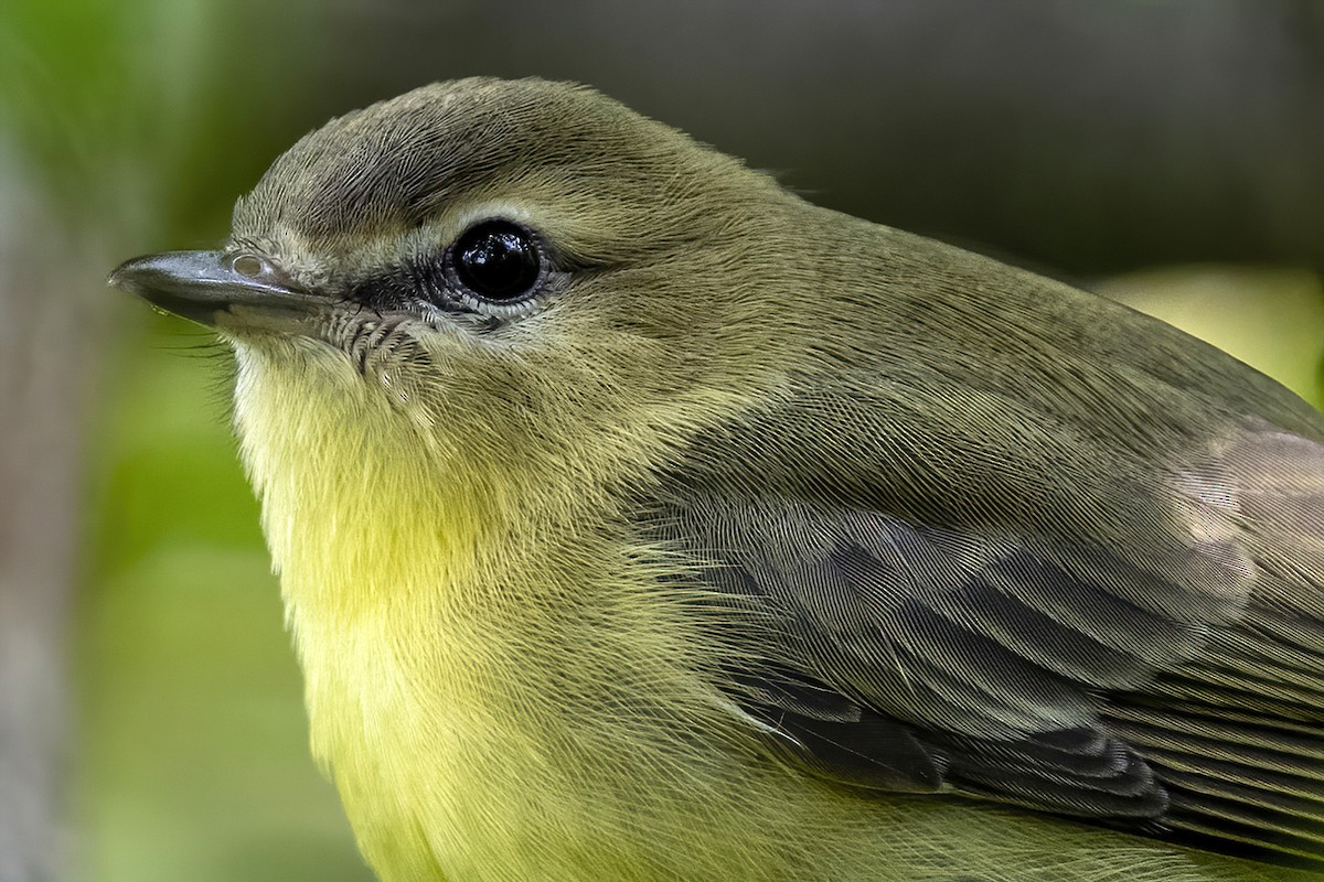 Philadelphia Vireo - ML365243721