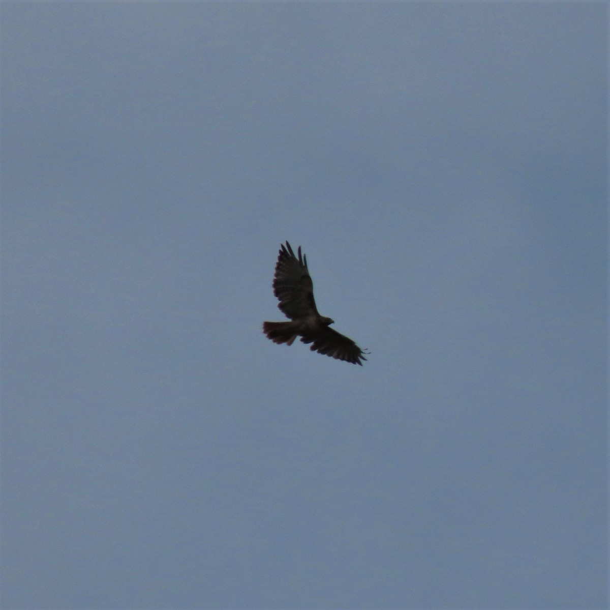 Red-tailed Hawk - ML365244631