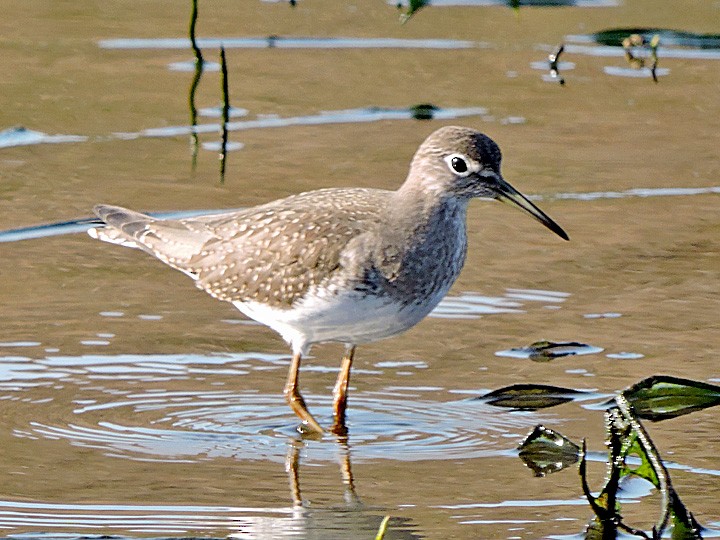 Solitary Sandpiper - ML365248511