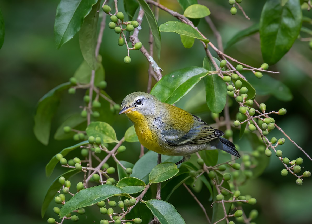 Northern Parula - Gena Flanigen