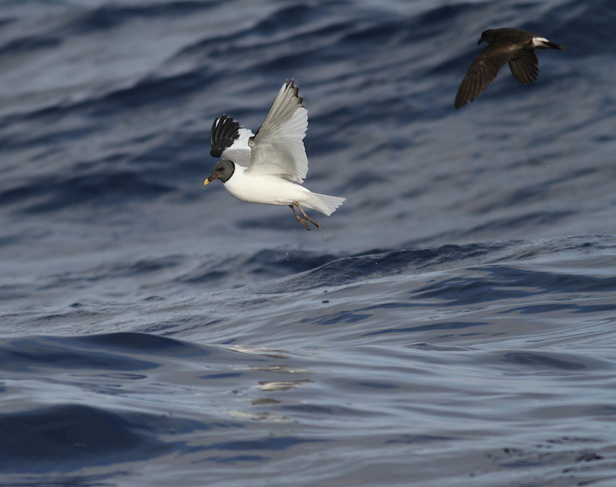 Mouette de Sabine - ML365250661