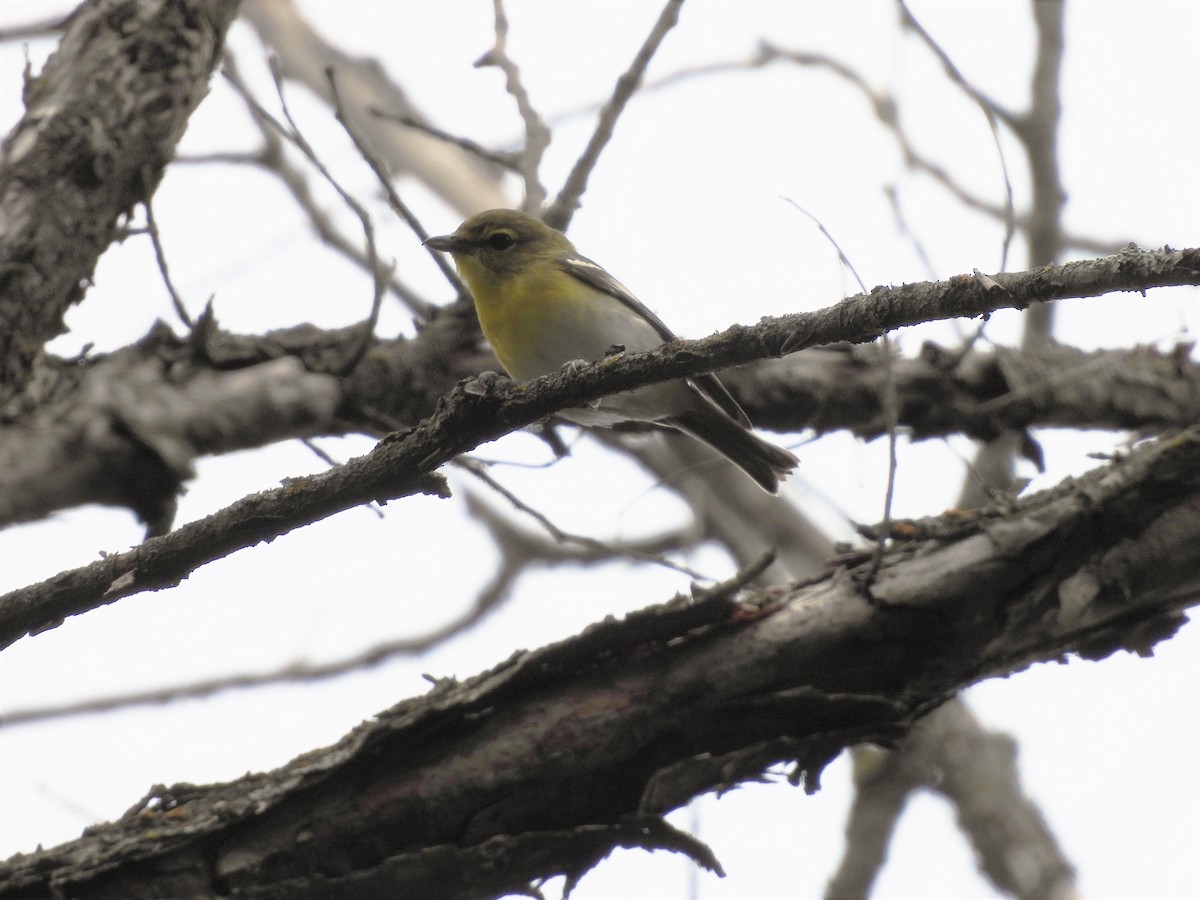 Yellow-throated Vireo - Kimberly Emerson