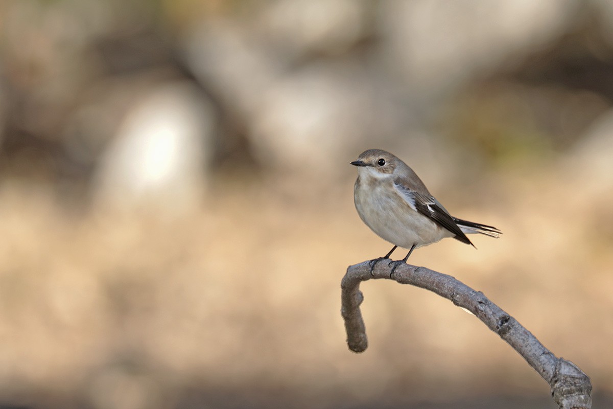 European Pied Flycatcher - ML365252241