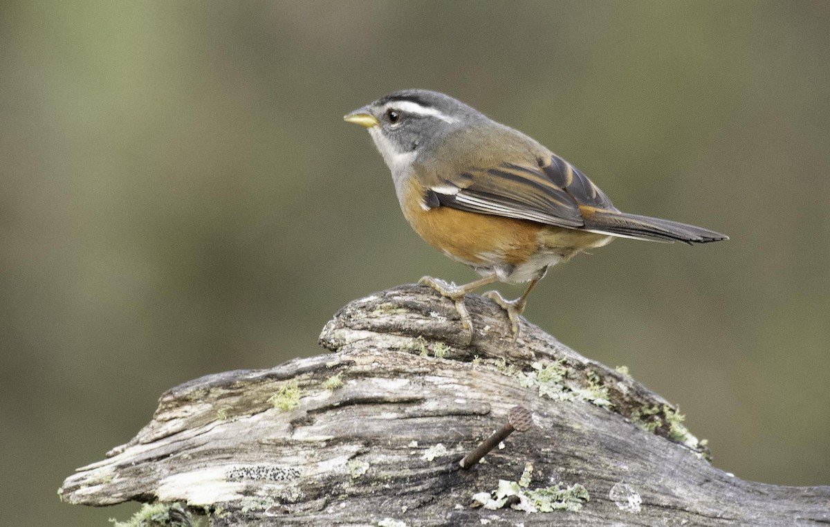 Gray-throated Warbling Finch - Luiz Moschini