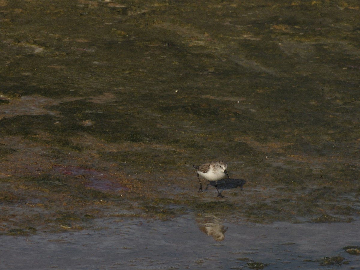 beringsnipe - ML365253061