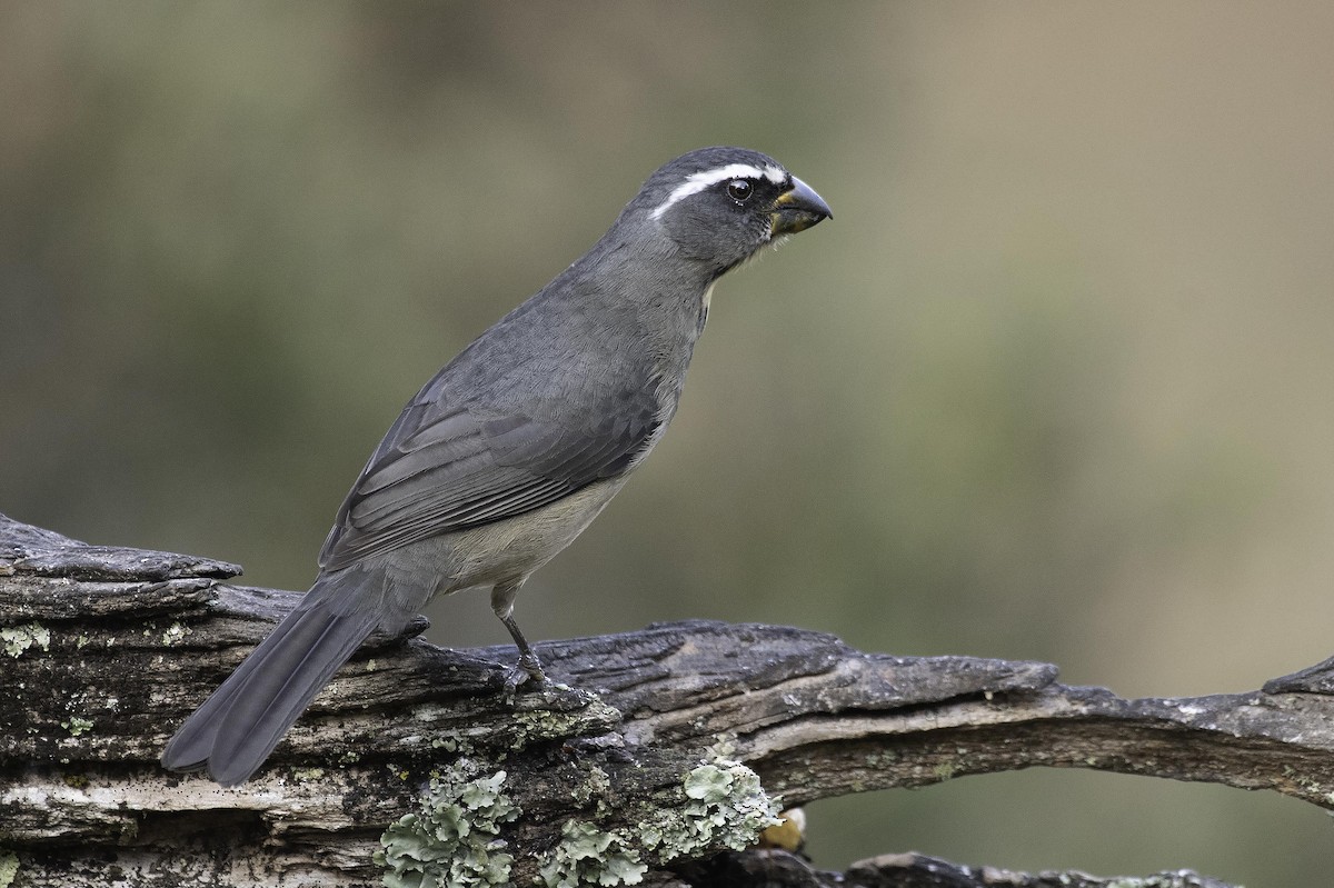 Thick-billed Saltator - ML365253551