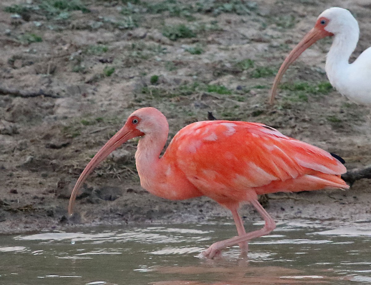 ibis rudý - ML36525371