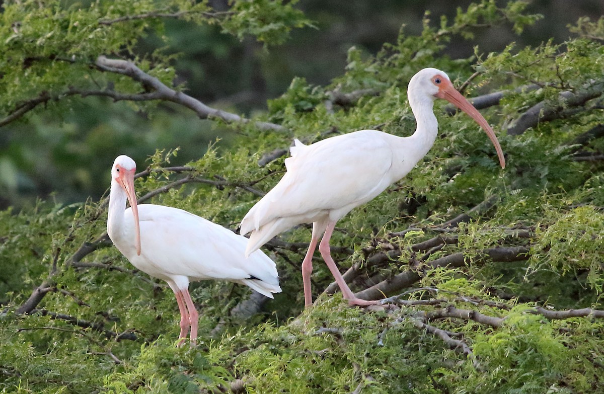 Ibis blanc - ML36525401