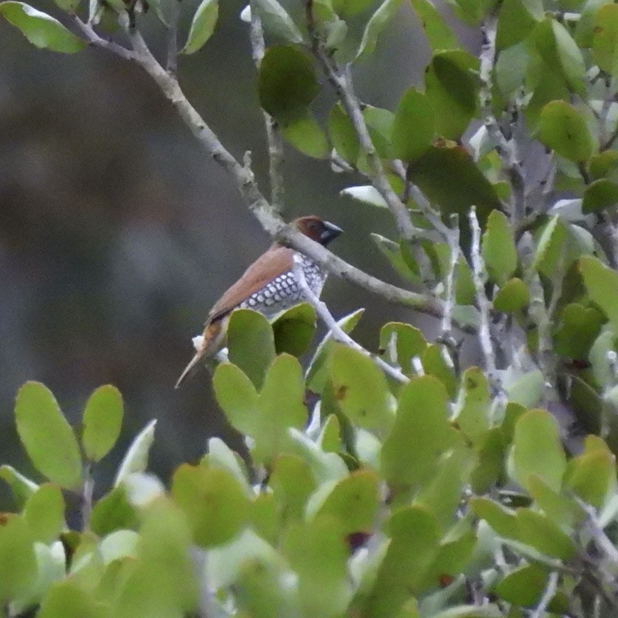 Scaly-breasted Munia - ML365254591