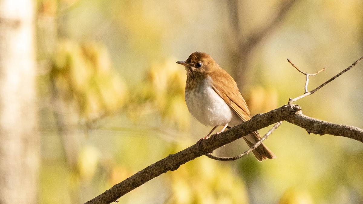 Hermit Thrush - ML365259151