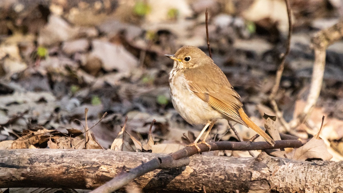 Hermit Thrush - ML365259171