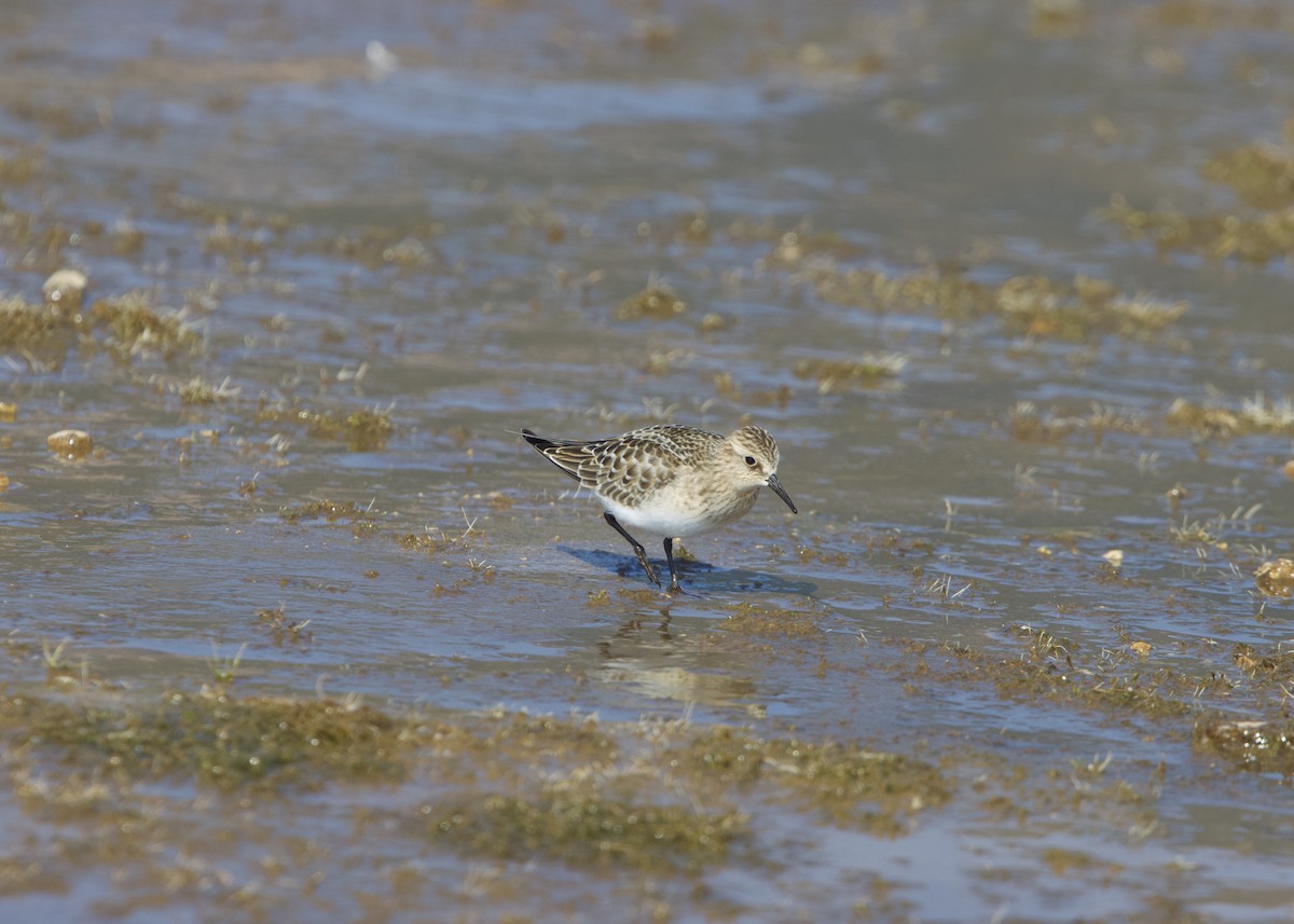 Baird's Sandpiper - ML365259701