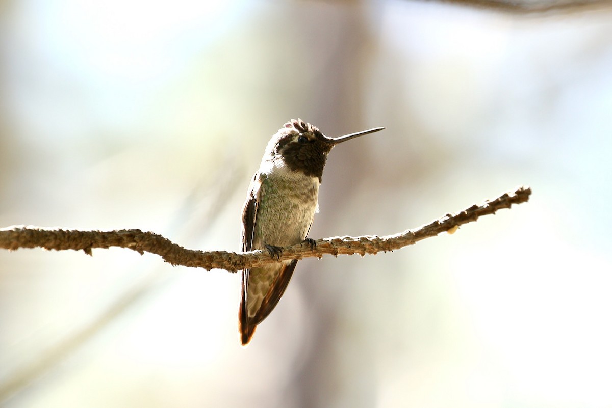 Anna's Hummingbird - ML365261021