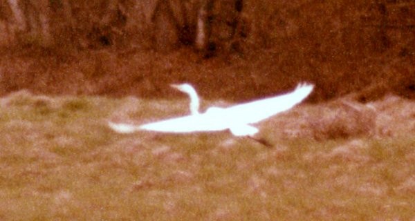 Great Egret - Larry Neily