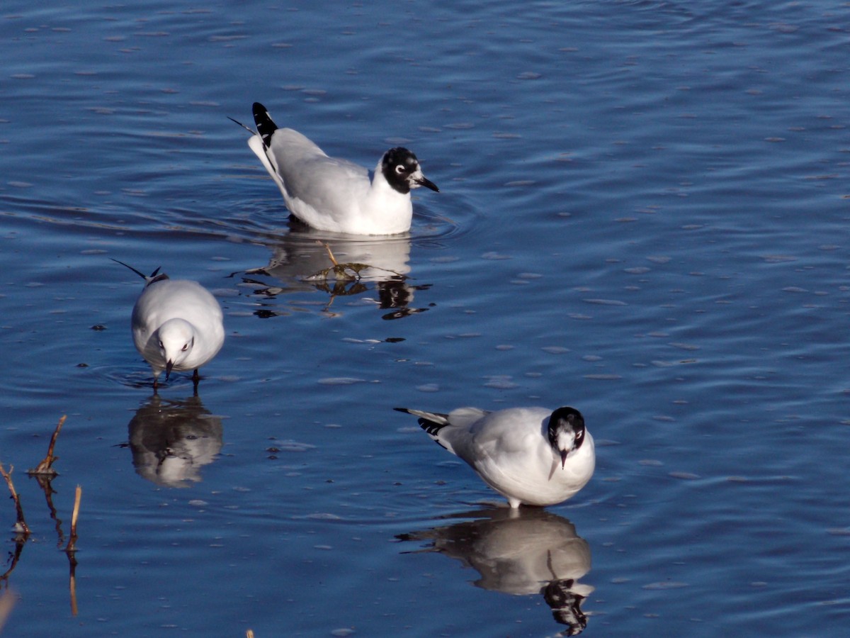 Andean Gull - Carla Porro