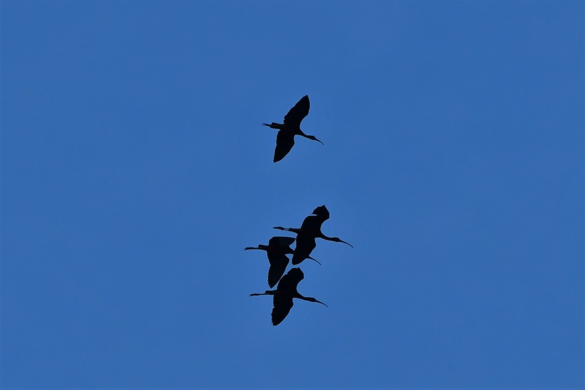 Glossy Ibis - ML365263331