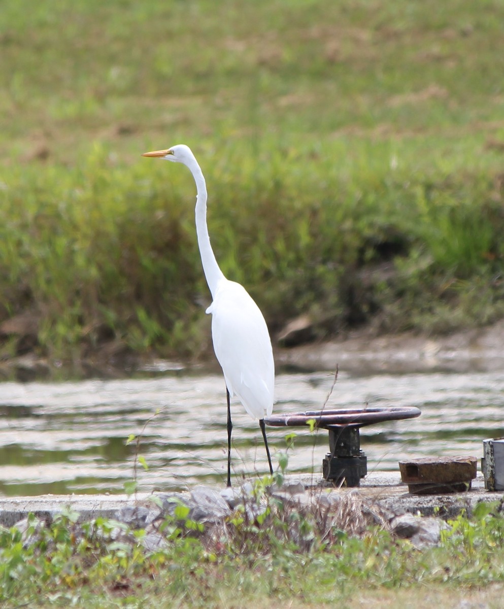 Great Egret - ML365264341