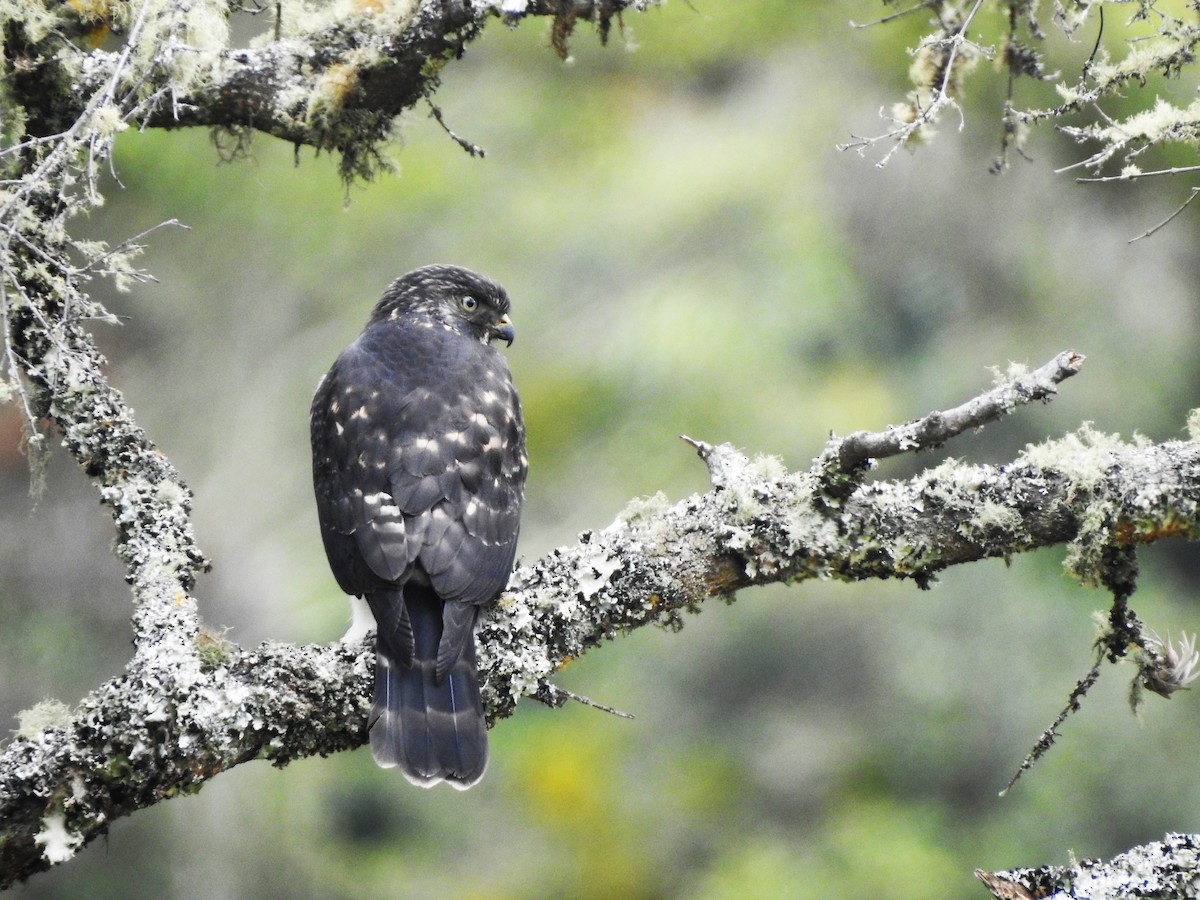 Белопоясничный канюк - ML365264591