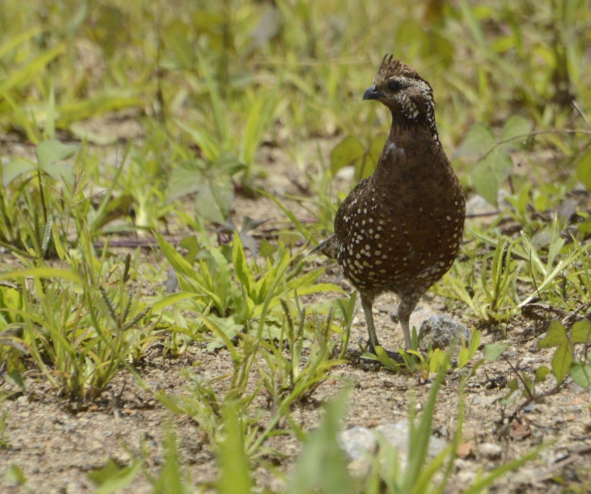 Spot-bellied Bobwhite - ML365264751