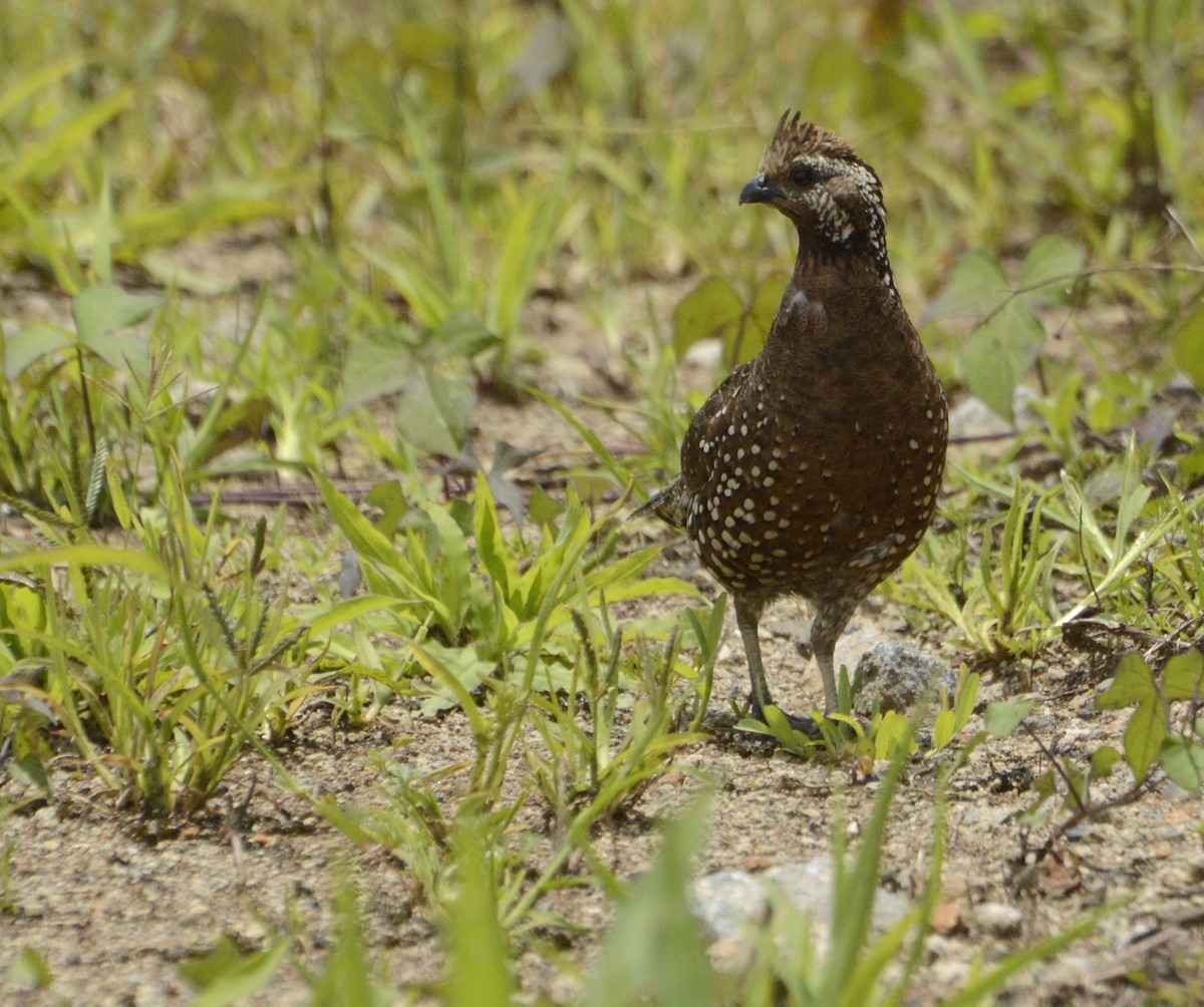 Crested Bobwhite - ML365264751