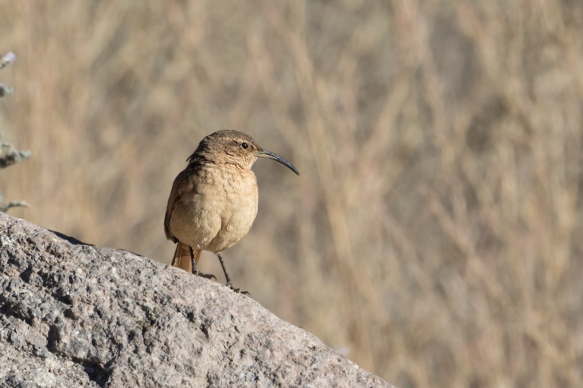 White-throated Earthcreeper - ML365266921