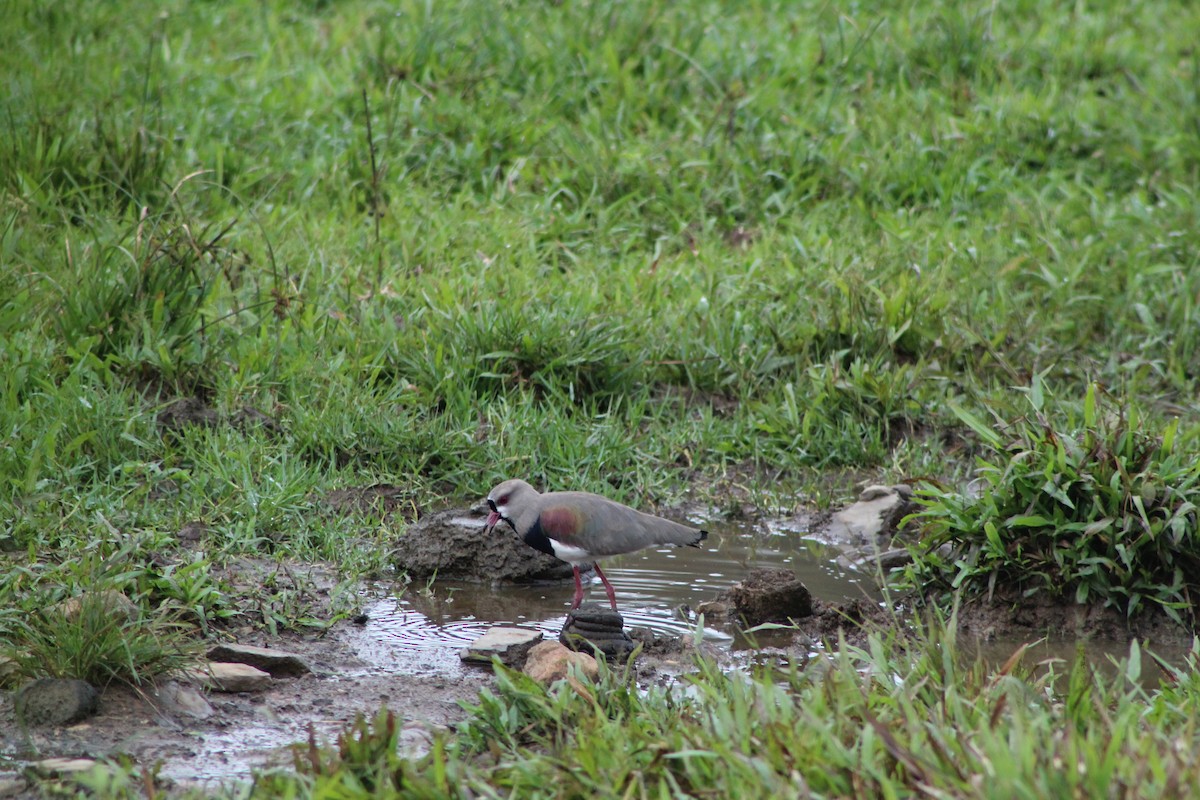 Southern Lapwing - ML365269171