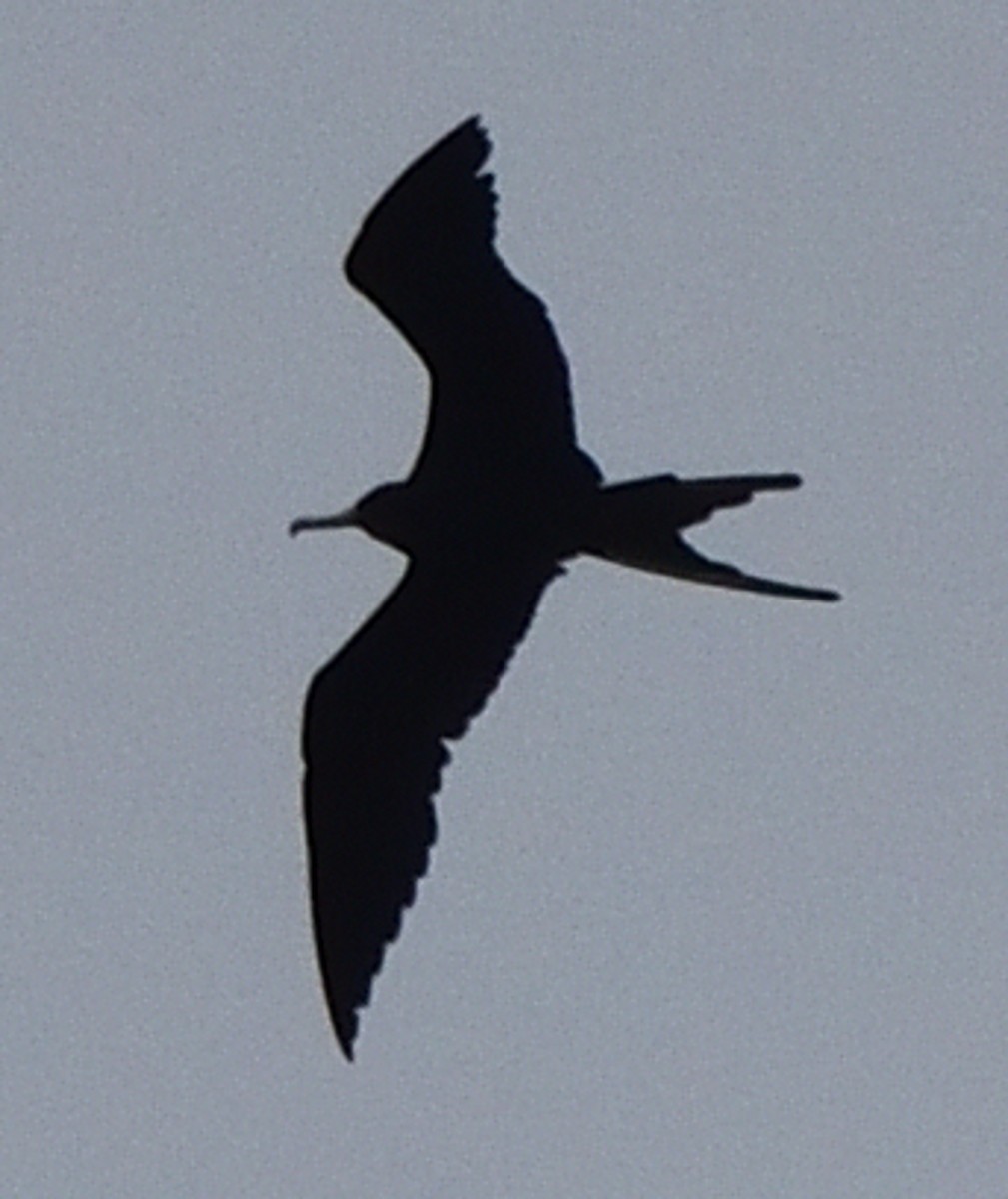 Magnificent Frigatebird - ML365269671
