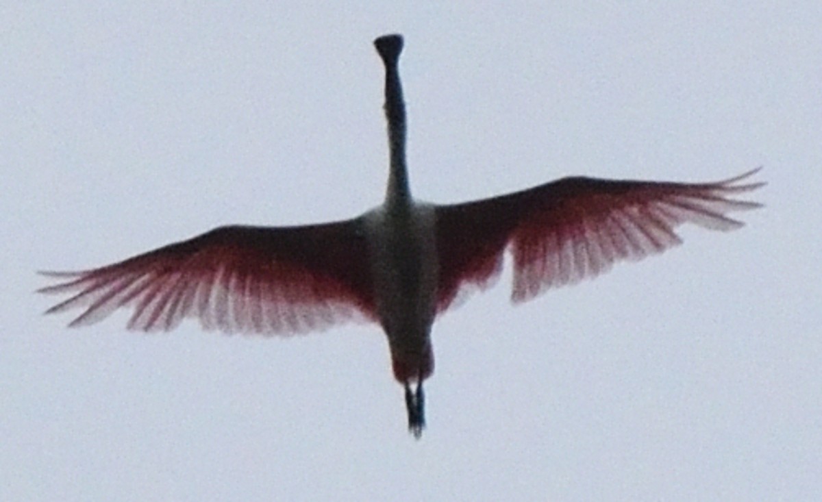 Roseate Spoonbill - ML365269721