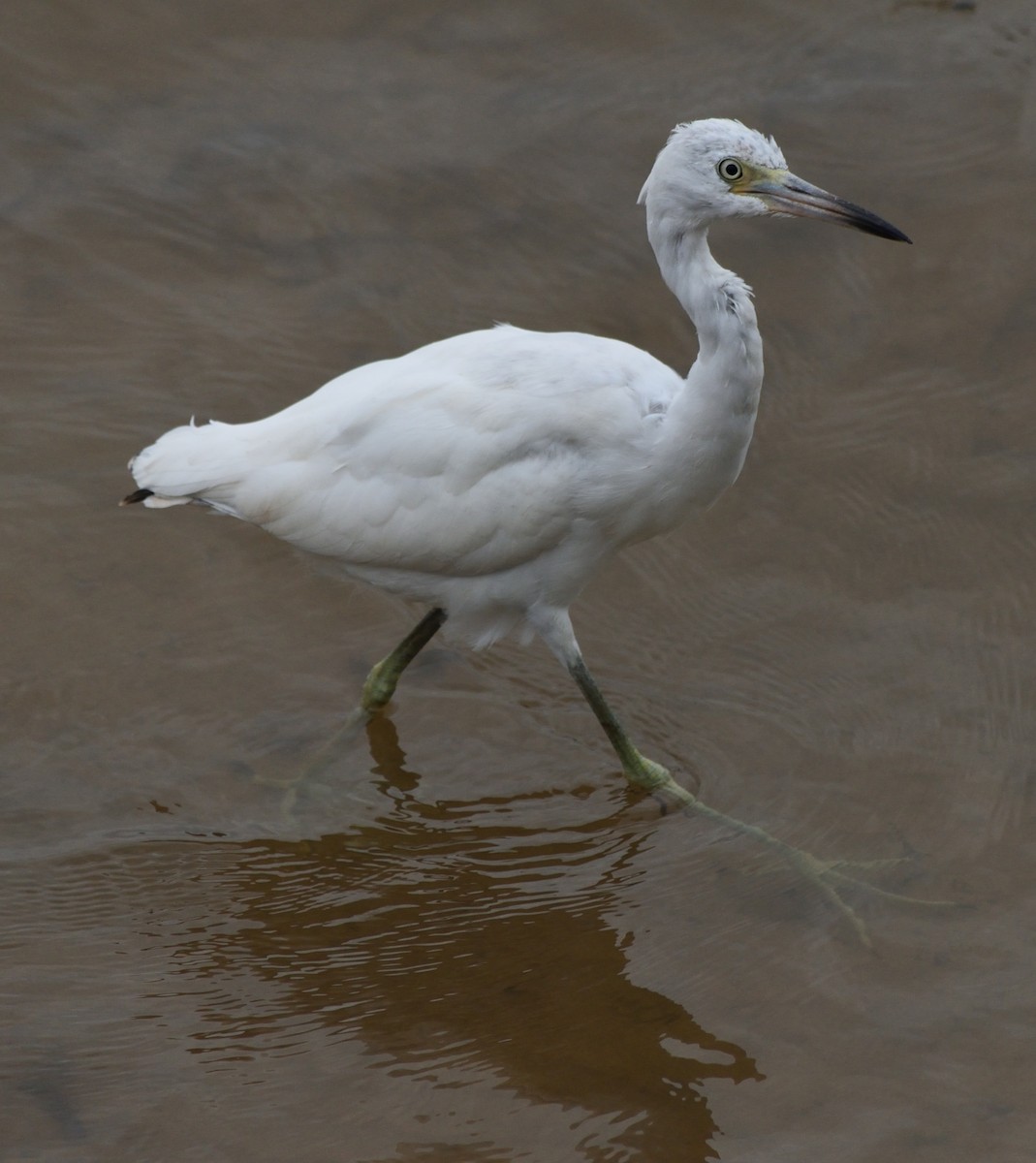 Little Blue Heron - ML365269831