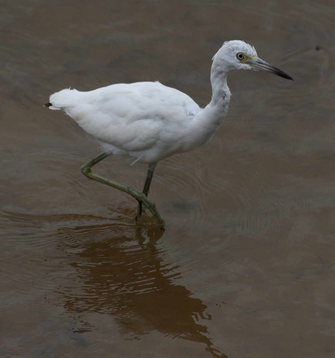 Little Blue Heron - ML365269851