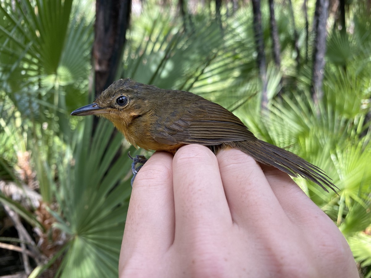 Dusky Antbird - ML365269861