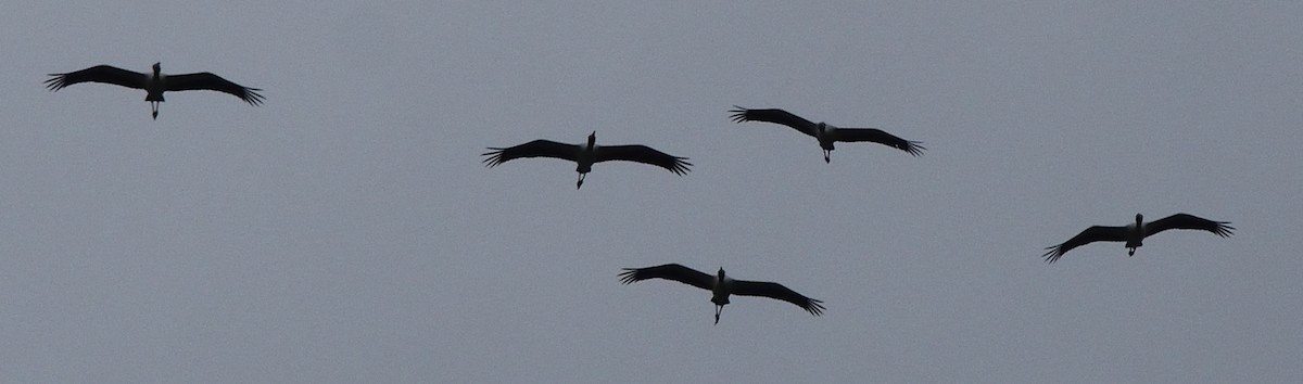 Wood Stork - ML365269901