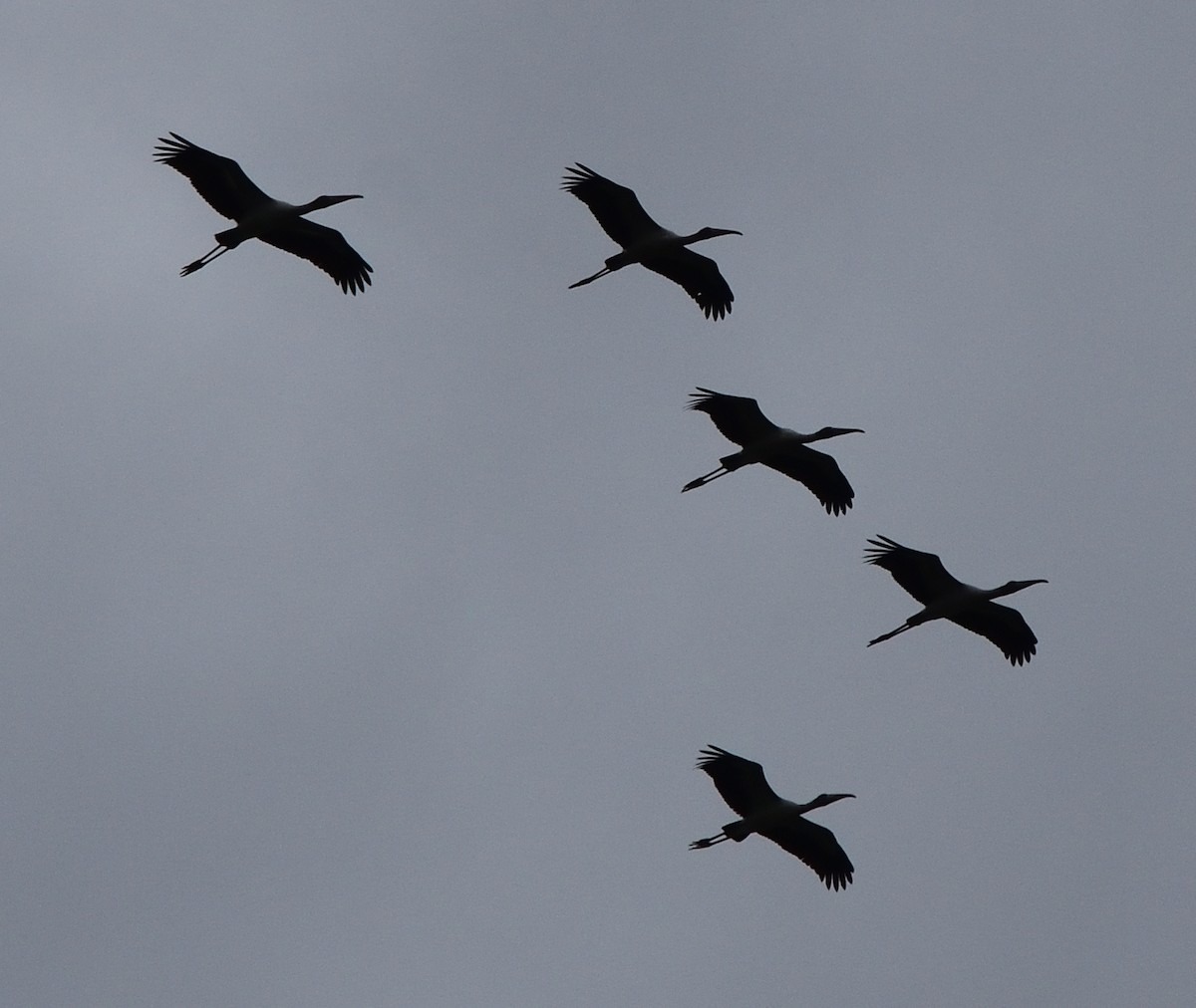 Wood Stork - ML365269921