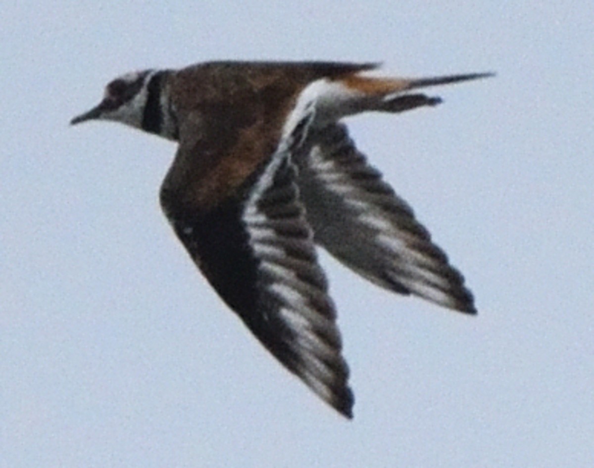 Killdeer - ML365270021