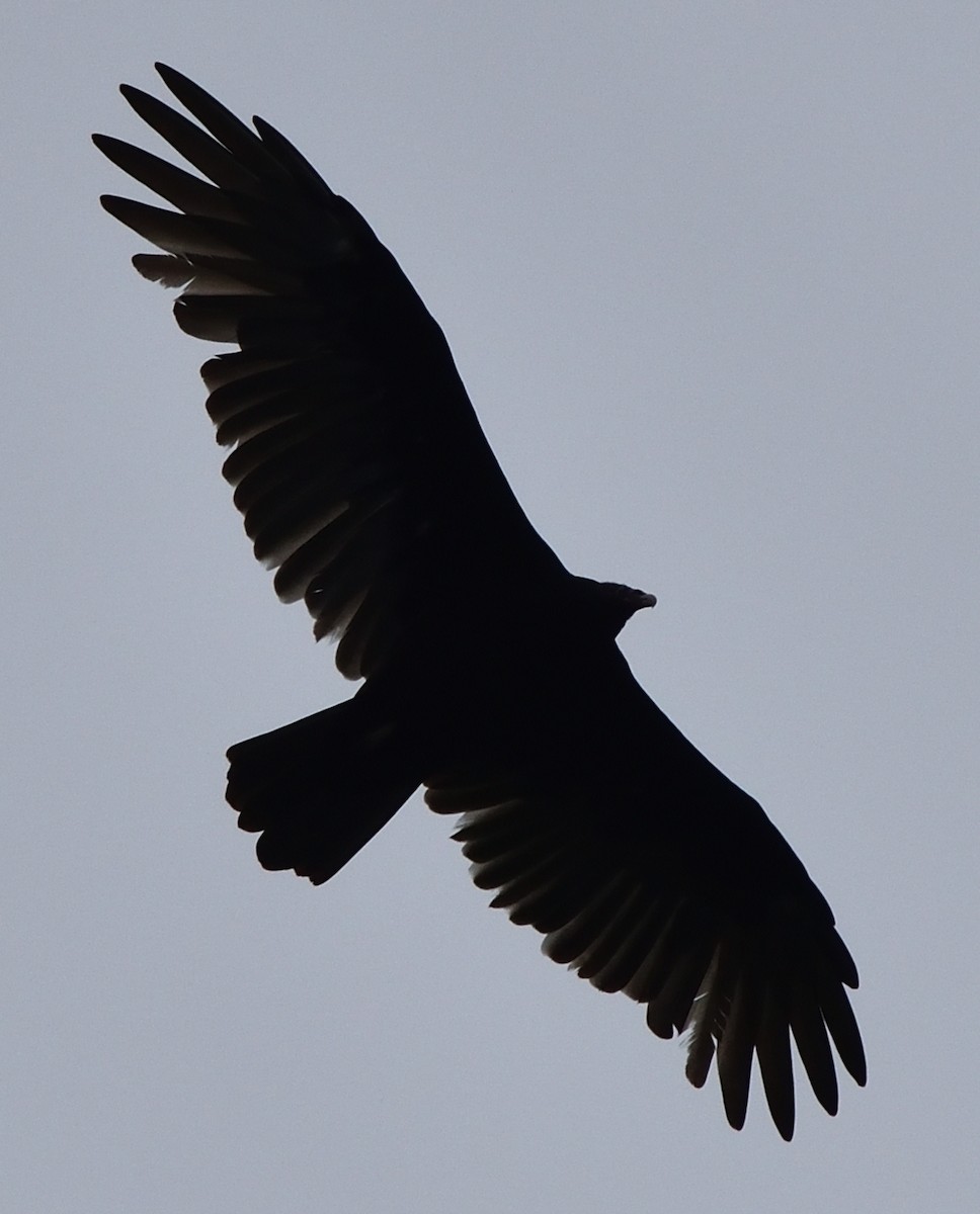 Turkey Vulture - ML365270071