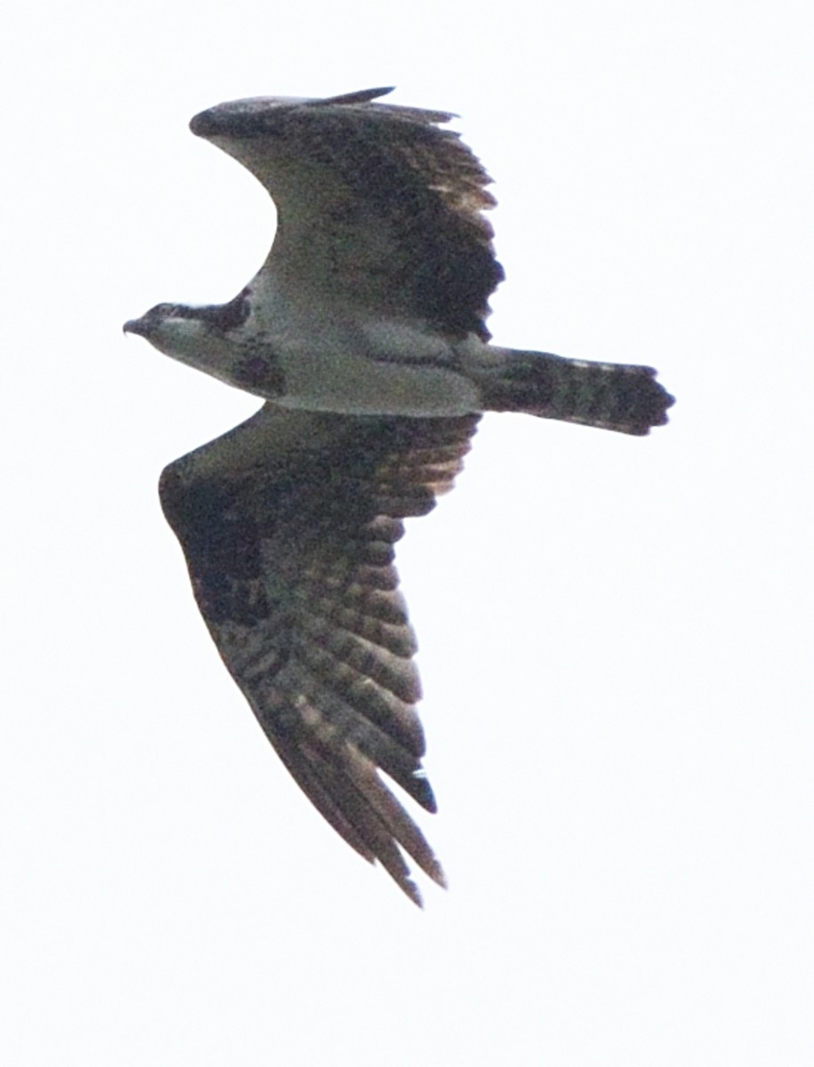 Osprey - ML365270271