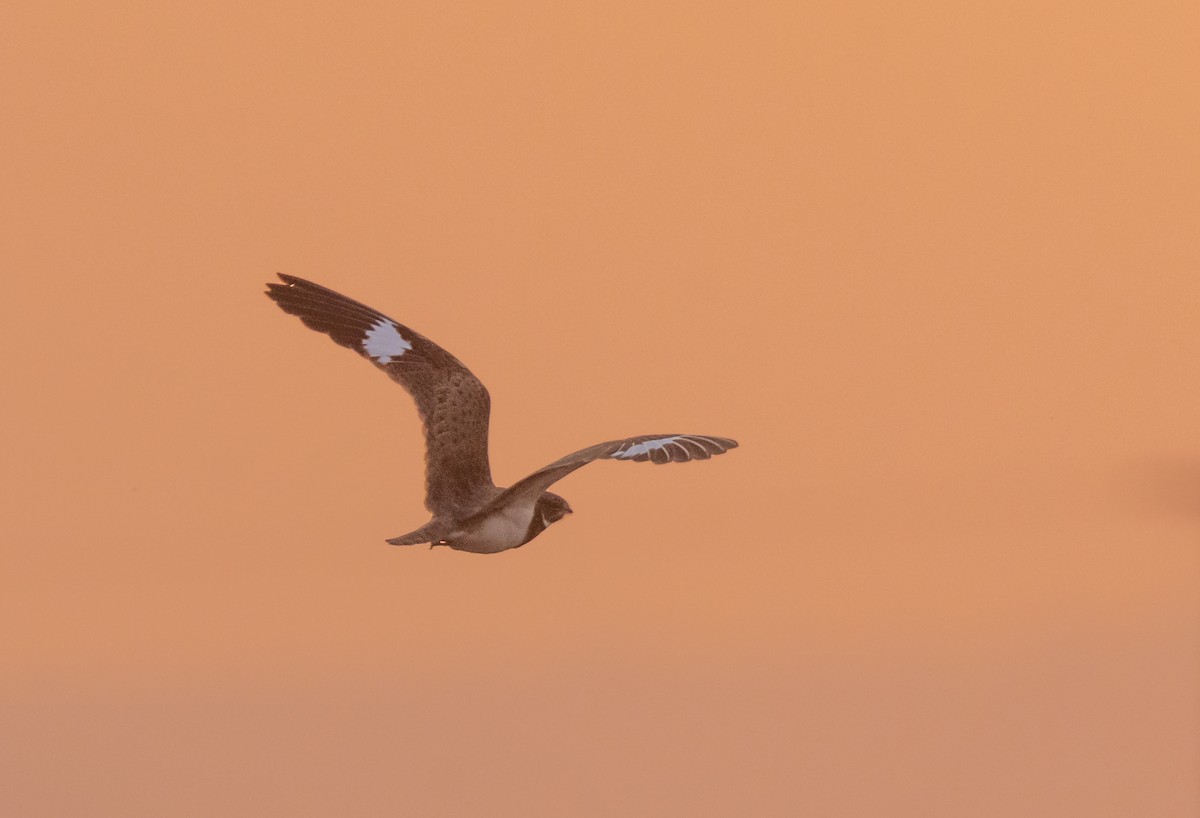 Nacunda Nighthawk - ML365270371