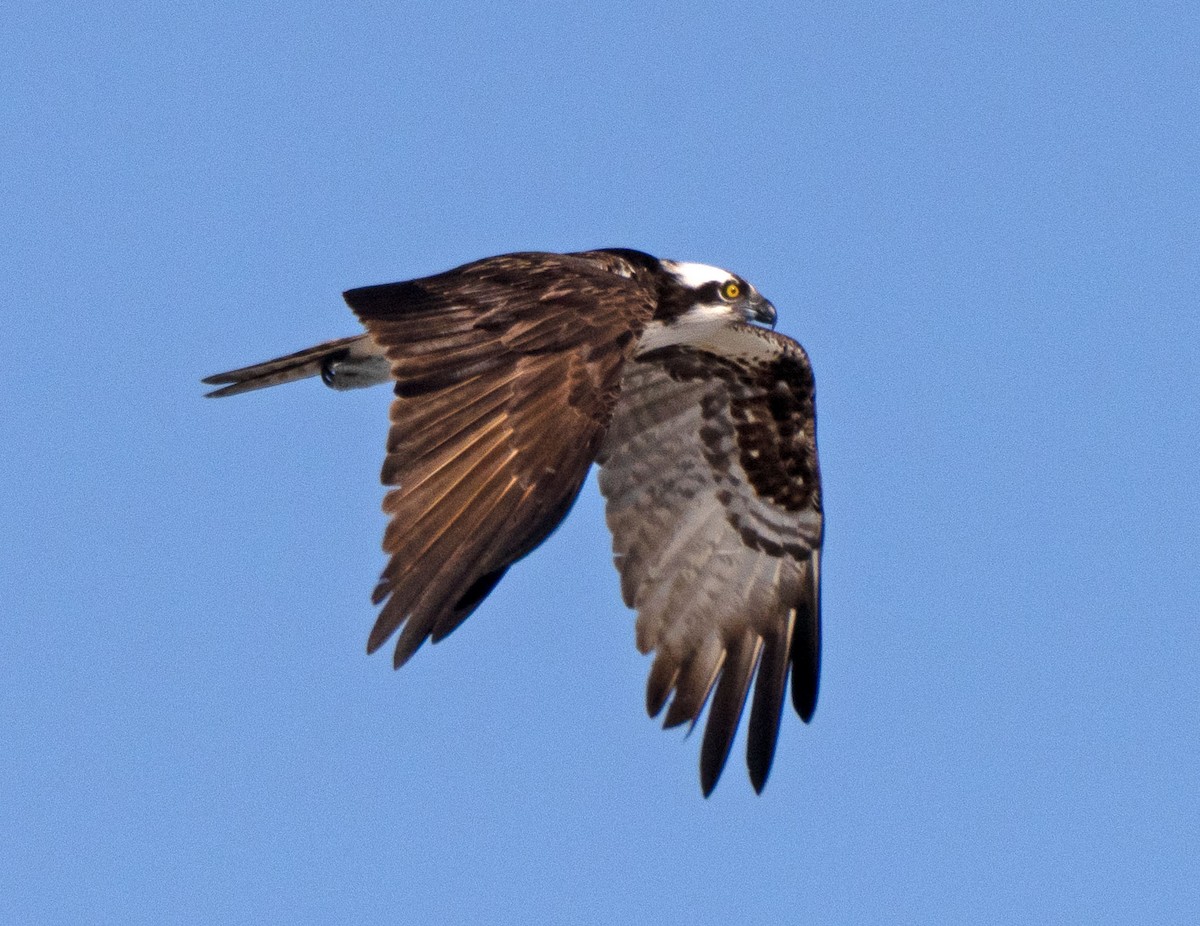 Osprey - ML365270431