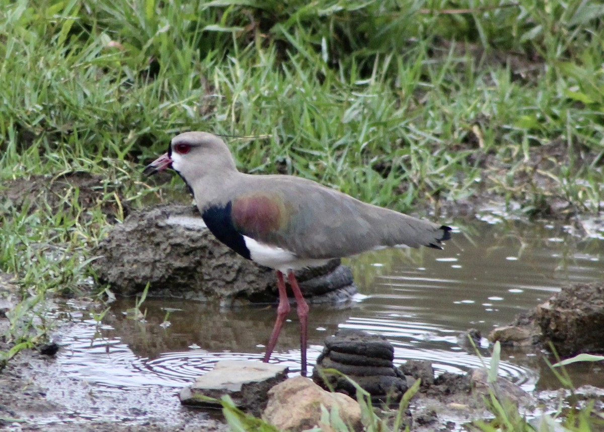 Southern Lapwing - ML365270491