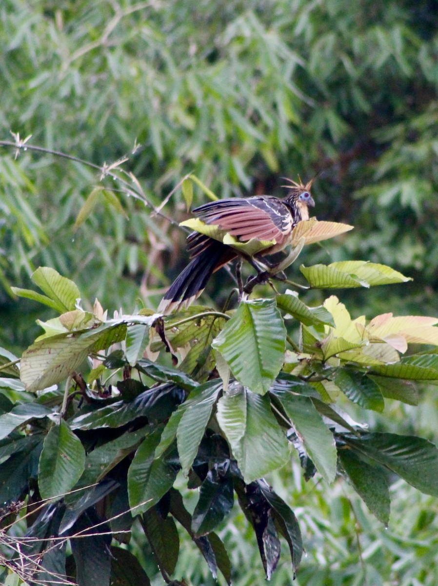 Hoatzin - ML365270851