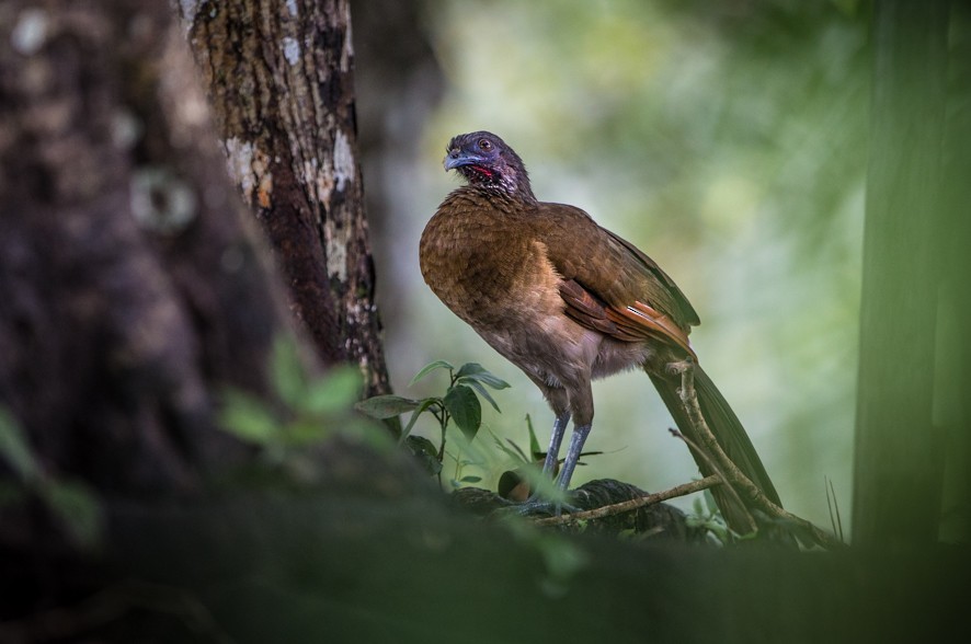 Gray-headed Chachalaca - ML365270881