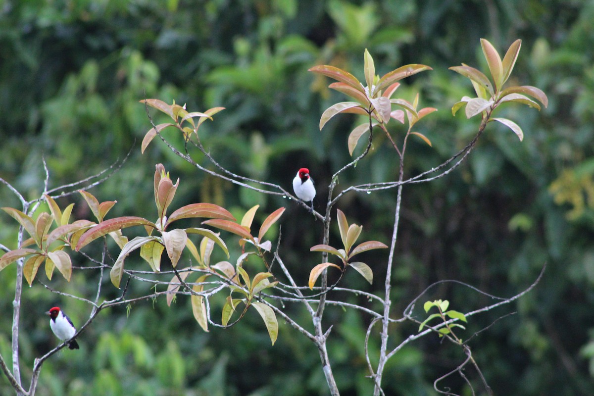 Red-capped Cardinal - ML365270991