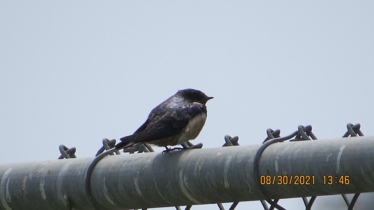 Barn Swallow - rick shearer