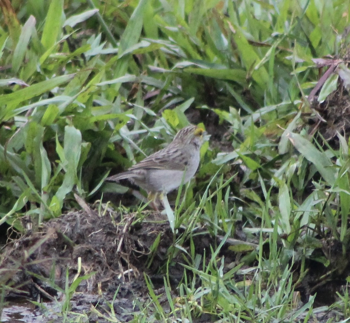 Yellow-browed Sparrow - ML365271681