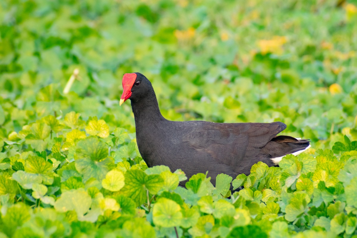 Gallinule d'Amérique - ML365272421