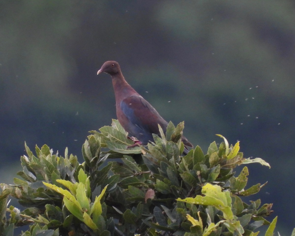 Red-billed Pigeon - ML365273091