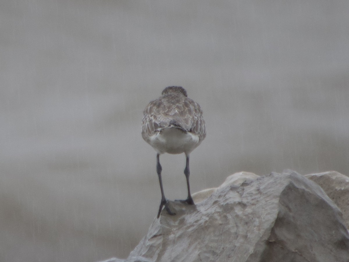 Black-bellied Plover - Andrew Bell