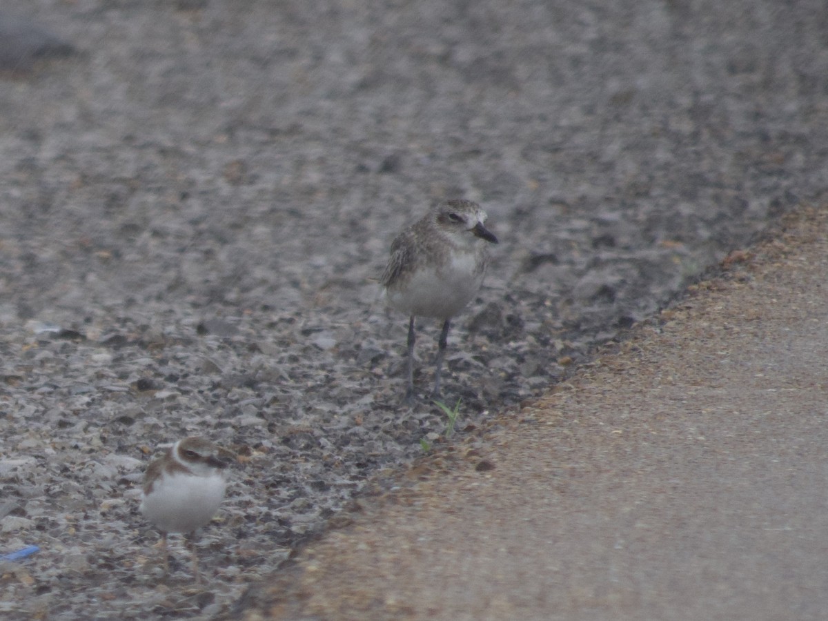 Black-bellied Plover - ML365273711