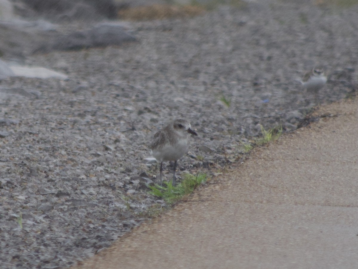 Black-bellied Plover - ML365273721